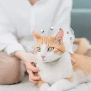 猫の膀胱炎：初期症状と対策のサムネイル