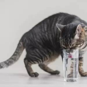 子猫の脱水症状の見分け方と対策法のサムネイル