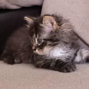 猫の咳が止まらない原因と対処法｜健康管理のポイントのサムネイル
