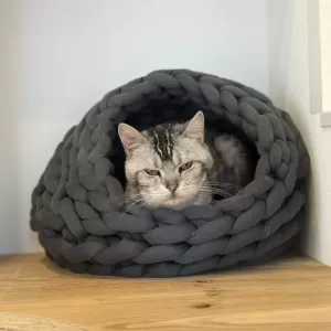 保護猫日記🐱のサムネイル