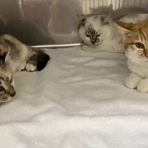 保護猫日記🐱のサムネイル