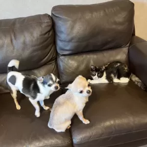 保護猫日記🐱のサムネイル