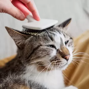 猫のブラッシングを嫌がる場合の慣らし方｜お手入れ習慣を楽しくする方法のサムネイル