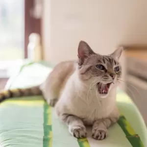猫が急に唸る原因とは？その心理と対策法を解説のサムネイル