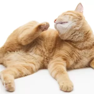 猫が目をこする原因と対策｜健康チェックと飼い主ができることのサムネイル