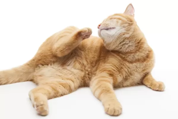 猫が目をこする原因と対策｜健康チェックと飼い主ができること