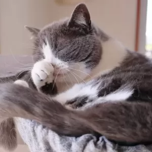 猫のくしゃみが続く原因とその対策｜健康を守るためのポイントのサムネイル