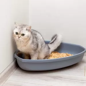猫の便が細いときの受診目安｜健康チェックのポイントのサムネイル
