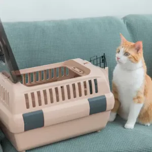 猫をタクシーで通院させる際の注意点とポイントのサムネイル