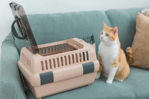 猫をタクシーで通院させる際の注意点とポイント