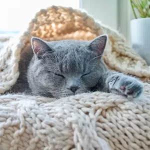 猫の寒さ対策と理想的な室温設定で愛猫を快適にする方法のサムネイル