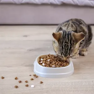 猫に薬を飲ませるコツ｜成功するためのポイントと注意点のサムネイル