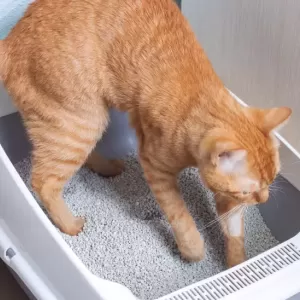 猫のおしっこの回数が多いと感じたら知っておくべきことのサムネイル