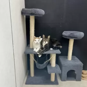 保護猫日記🐱のサムネイル