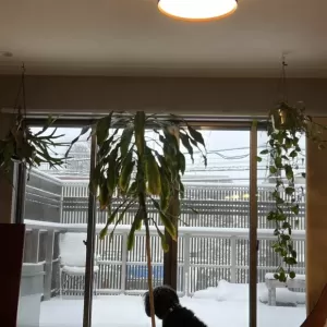 まさかの大雪⛄！！のサムネイル