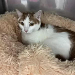 譲渡会無事に終了しました🐱のサムネイル