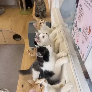 保護猫日記🐱のサムネイル