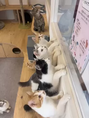 保護猫日記🐱