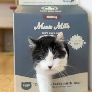 保護猫日記🐱のサムネイル