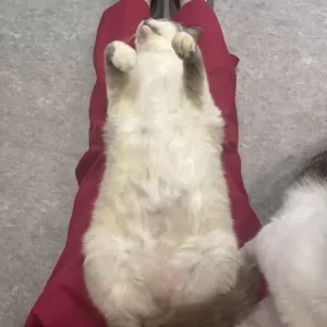 保護猫日記🐱のサムネイル