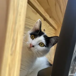 保護猫日記🐱のサムネイル