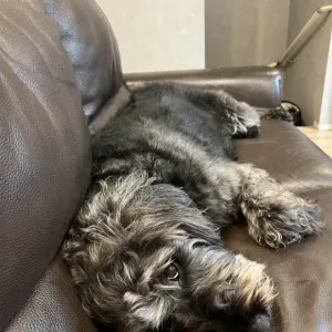 あんこ日記🐶のサムネイル