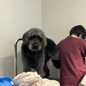 あんこ日記🐶のサムネイル