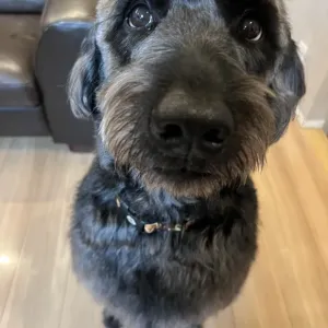 あんこ日記🐶のサムネイル