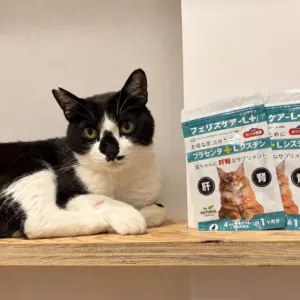 肝臓の数値・毛並み・元気のなさが気になる猫ちゃんへ｜獣医師が処方するプラセンタサプリ「フェリスケア」のサムネイル