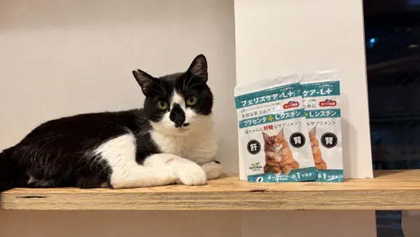 肝臓の数値・毛並み・元気のなさが気になる猫ちゃんへ｜獣医師が処方するプラセンタサプリ「フェリスケア」