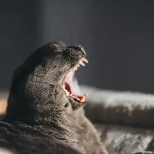 猫の口臭が気になる｜歯みがきは必要？歯周病のサインと予防のサムネイル