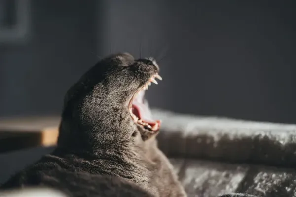 猫の口臭が気になる｜歯みがきは必要？歯周病のサインと予防
