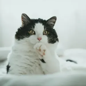 猫が同じ場所をしつこく舐める｜過剰グルーミングの原因と対処法のサムネイル
