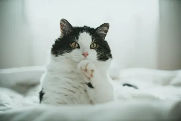 猫が同じ場所をしつこく舐める｜過剰グルーミングの原因と対処法
