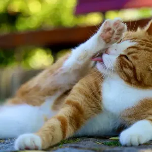 猫が毛玉をよく吐く｜原因と吐き戻しを減らすためにできることのサムネイル