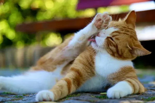猫が毛玉をよく吐く｜原因と吐き戻しを減らすためにできること