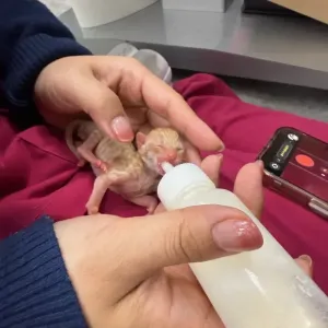 保護猫日記🐱のサムネイル