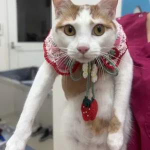 保護猫日記🐱のサムネイル