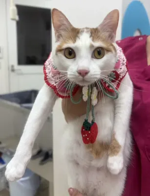 保護猫日記🐱