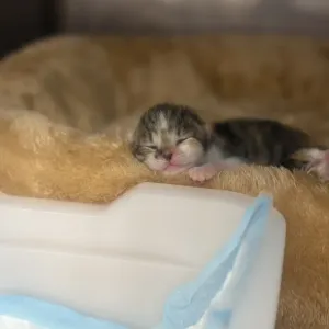 譲渡会無事終わりました🐈のサムネイル