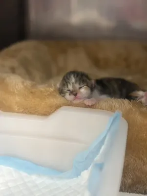 譲渡会無事終わりました🐈