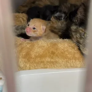 保護猫日記🐱のサムネイル
