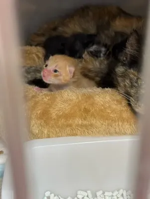 保護猫日記🐱