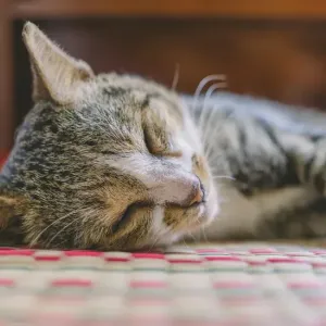 シニア猫の食欲が落ちてきた…受診の目安とおうちでできることのサムネイル
