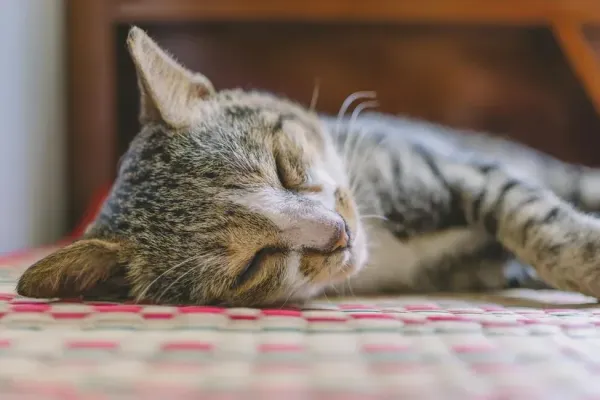 シニア猫の食欲が落ちてきた…受診の目安とおうちでできること