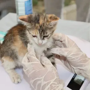 猫がよだれを垂らしている｜考えられる原因と受診の目安のサムネイル