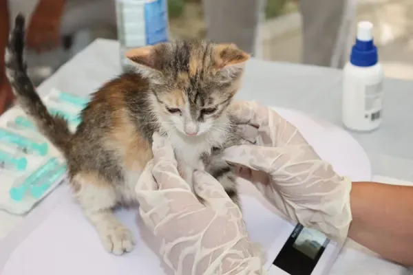 猫がよだれを垂らしている｜考えられる原因と受診の目安