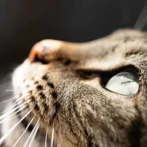 猫の目やにが多い｜色や量でわかること、家庭でのケアと受診のめやすのサムネイル