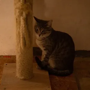 猫の爪とぎはなぜ必要？やめさせるのではなく上手に付き合うコツのサムネイル