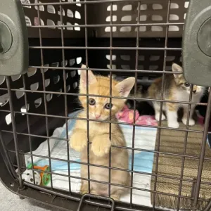 保護猫日記🐱のサムネイル